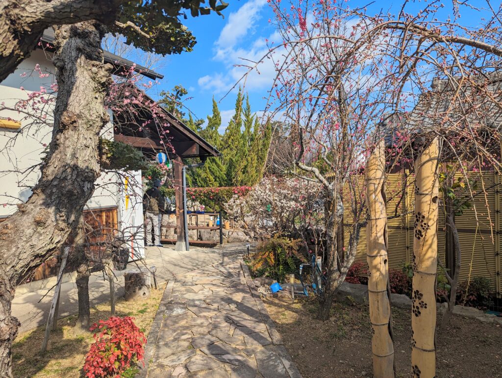 綾川町 滝宮天満宮 枝垂れ梅