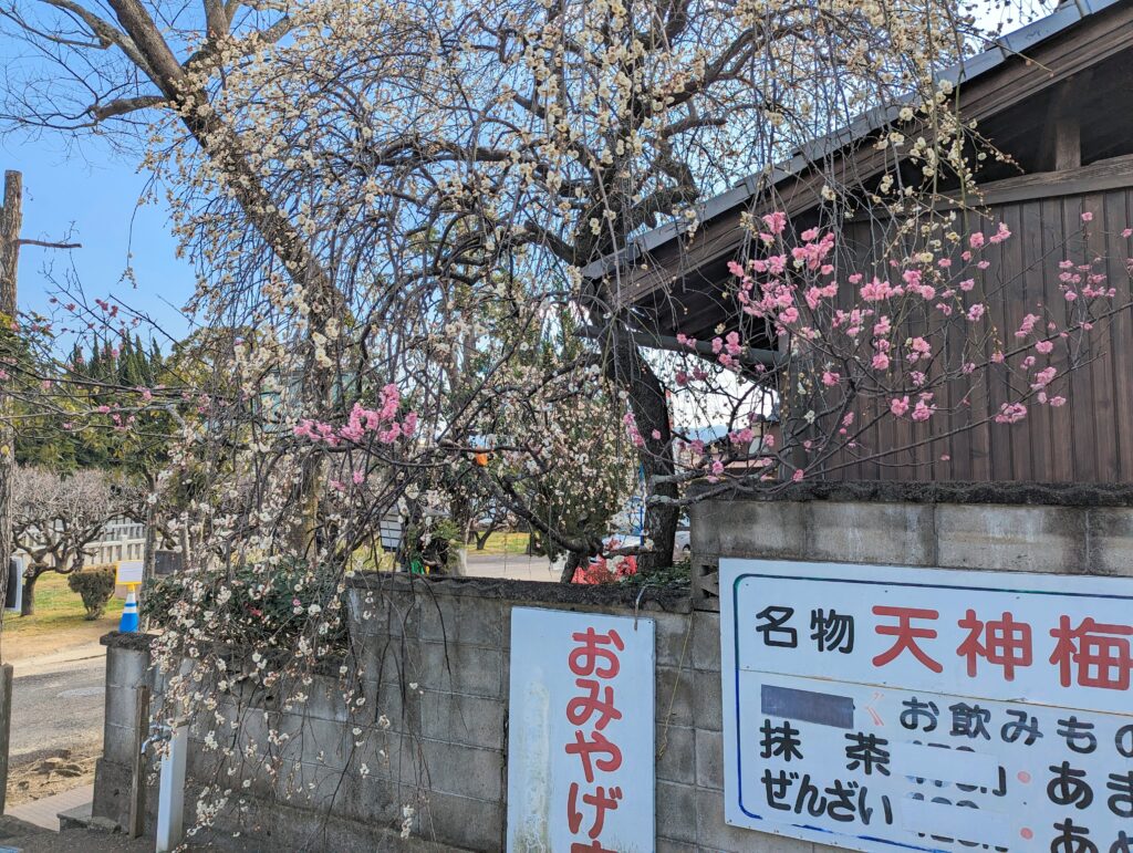 綾川町 滝宮天満宮 枝垂れ梅