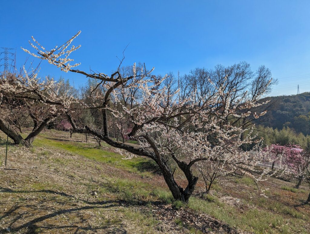 坂出市川津町 黒岩天満宮 梅の花