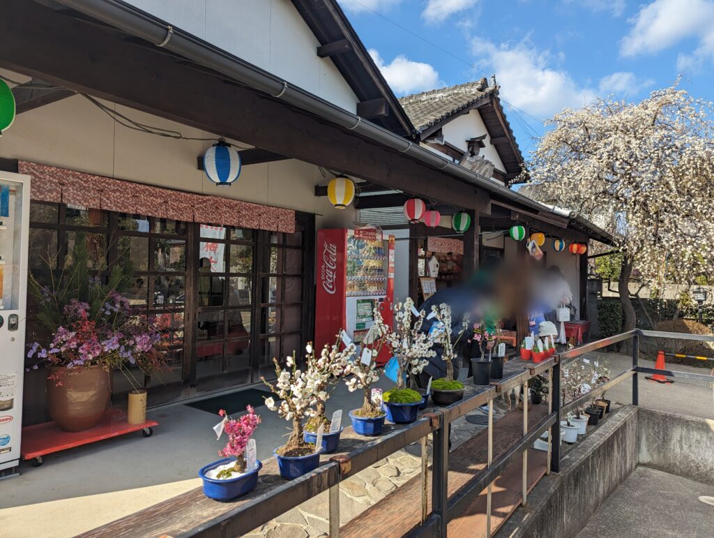 綾川町 滝宮天満宮 枝垂れ梅