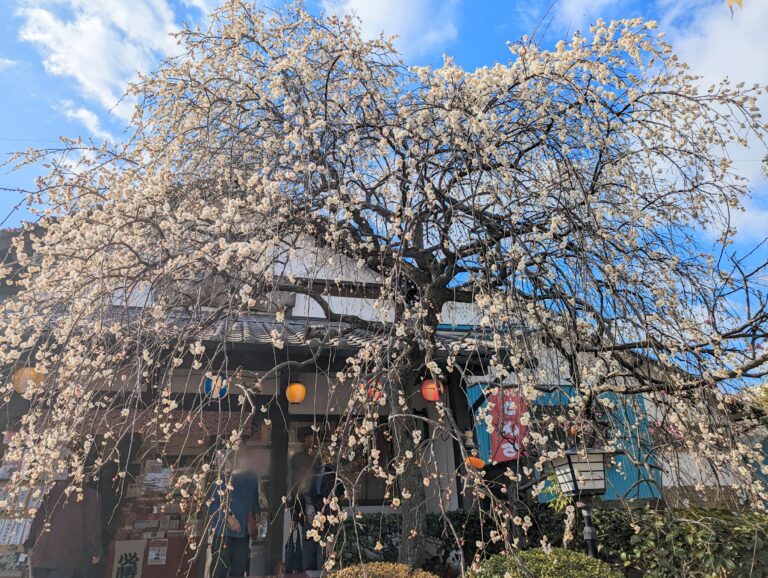 綾川町の「滝宮天満宮」にある枝垂れ梅が例年よりも早く見頃を迎えてる
