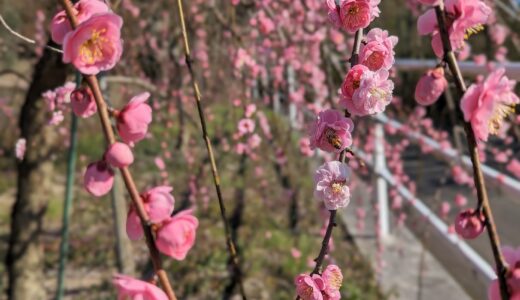 坂出市川津町の「黒岩天満宮」にある梅の花を3月上旬ごろまで楽しめそう！
