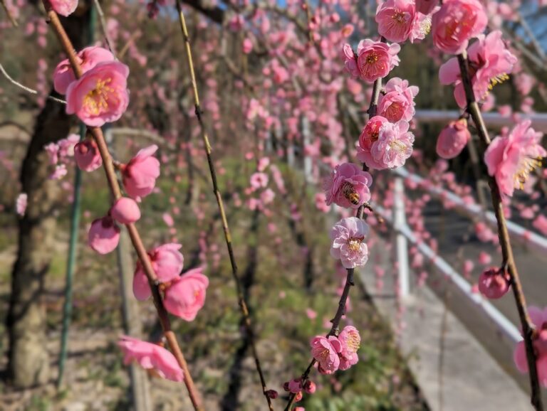 坂出市川津町の「黒岩天満宮」にある梅の花を3月上旬ごろまで楽しめそう！