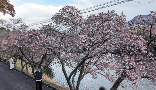 丸亀市綾歌町にある「福成寺(ふくじょうじ)」の讃岐寒桜がほぼ満開に！メジロも猫ちゃんも来てました