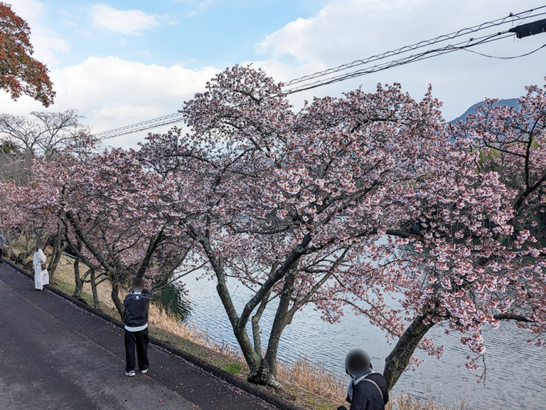 丸亀市綾歌町にある「福成寺(ふくじょうじ)」の讃岐寒桜がほぼ満開に！メジロも猫ちゃんも来てました