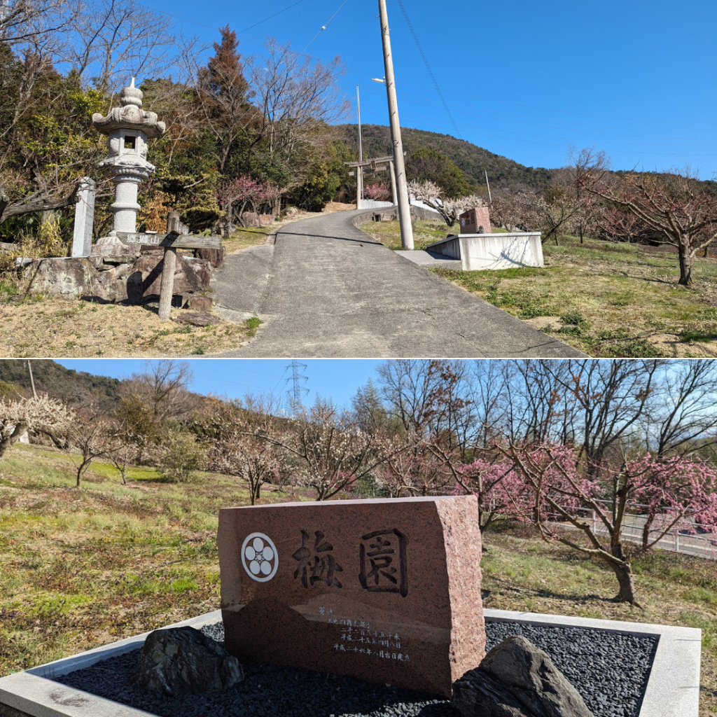 坂出市川津町 黒岩天満宮 梅の花