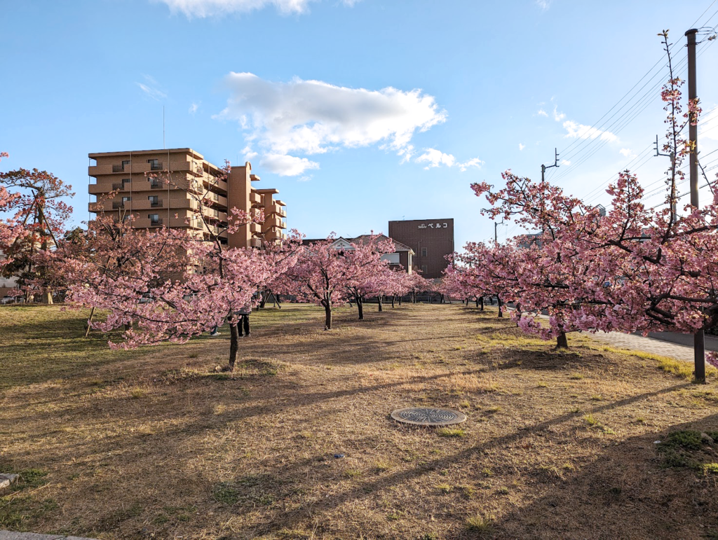 宇多津町 さくらの広場 河津桜