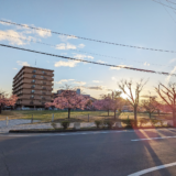 宇多津町 さくらの広場 河津桜