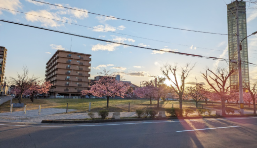 宇多津町「さくらの広場」の河津桜が見頃を迎えてるみたい！
