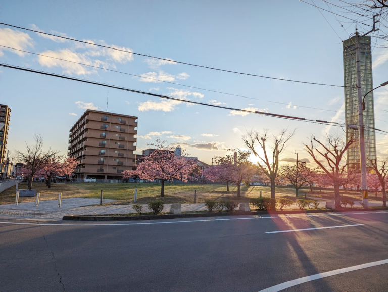 宇多津町「さくらの広場」の河津桜が見頃を迎えてるみたい！