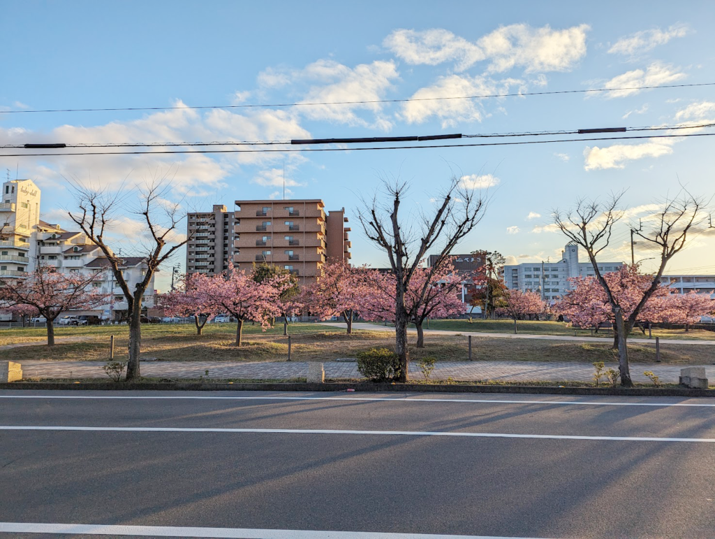 宇多津町 さくらの広場 河津桜