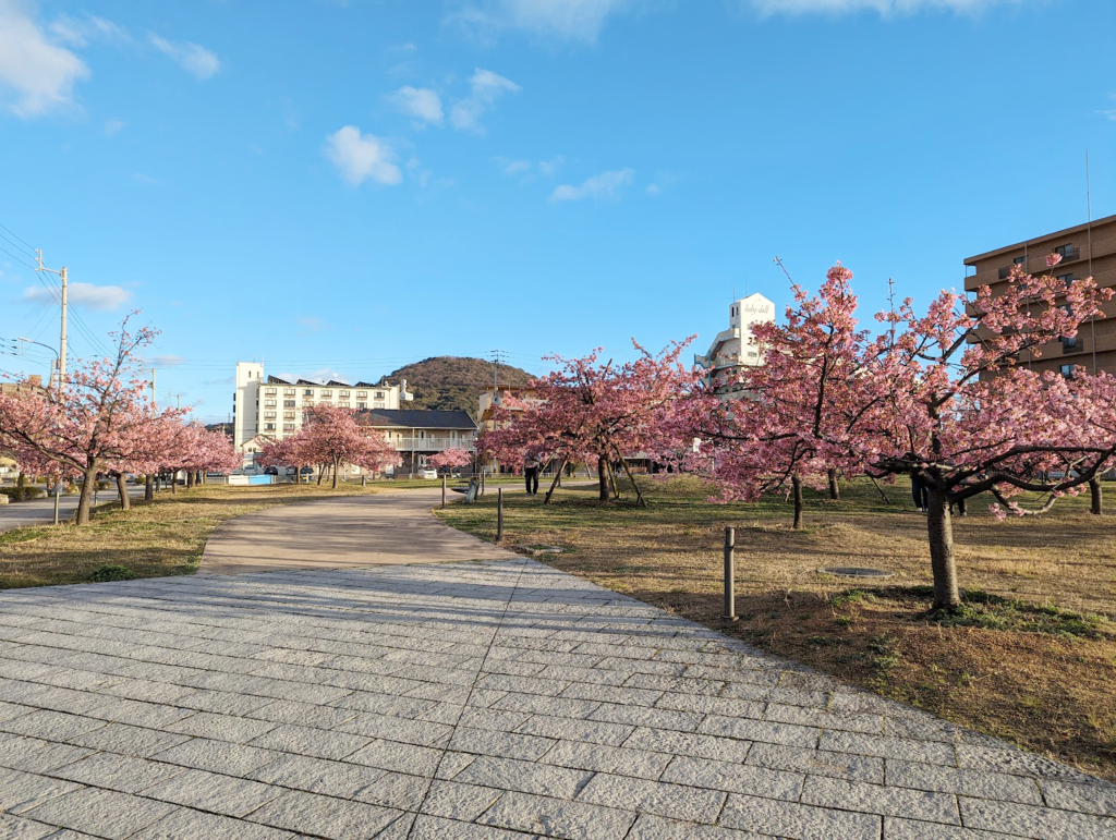 宇多津町 さくらの広場 河津桜