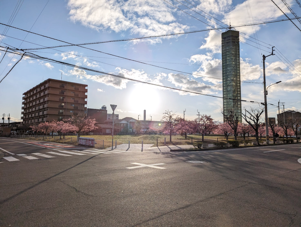 宇多津町 さくらの広場 河津桜