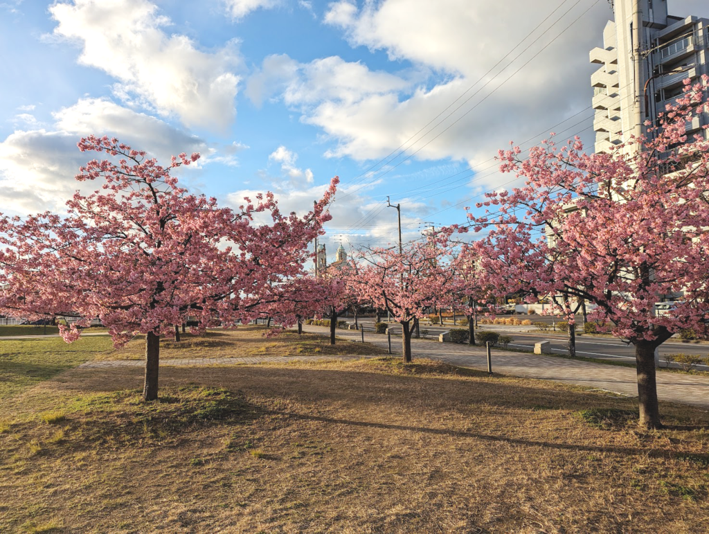 宇多津町 さくらの広場 河津桜