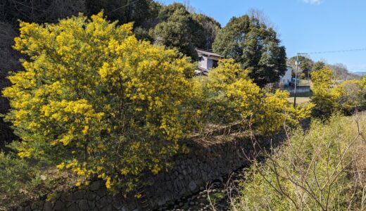 綾川町のミモザ並木が今年も綺麗に咲いてるみたい