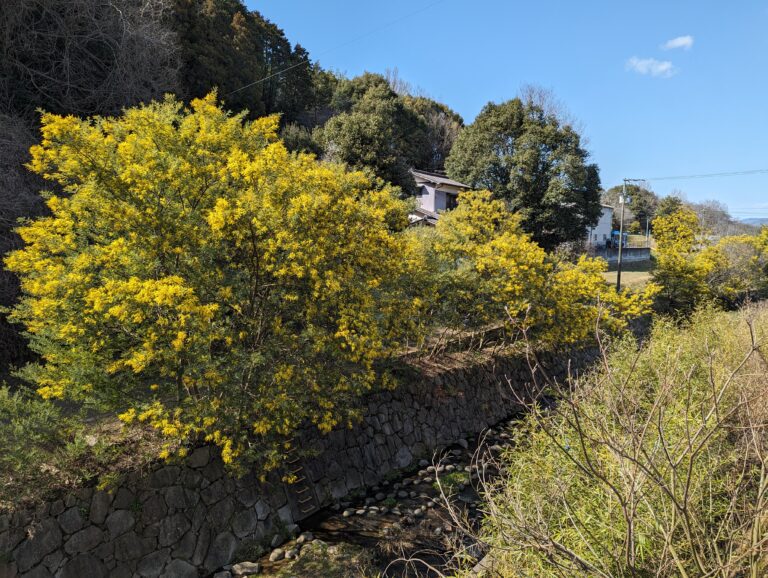 綾川町のミモザ並木が今年も綺麗に咲いてるみたい
