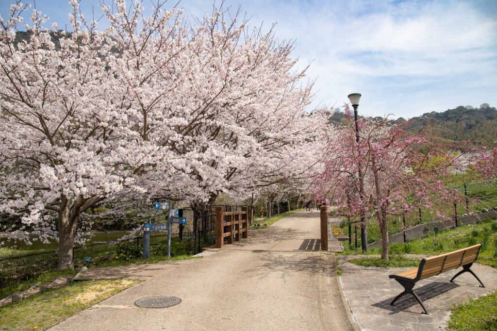 善通寺五岳の里 市民集いの丘公園 桜マルシェ