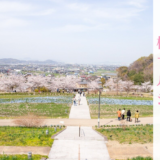 善通寺五岳の里 市民集いの丘公園 桜マルシェ