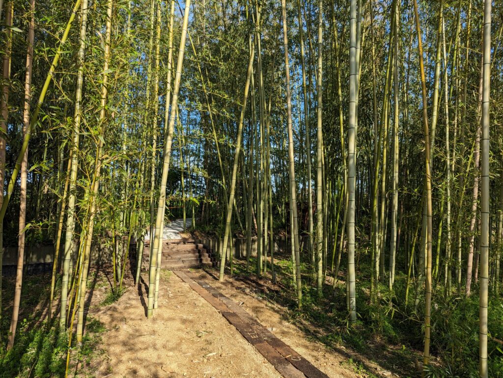 丸亀市川西町 竹林 遊歩道