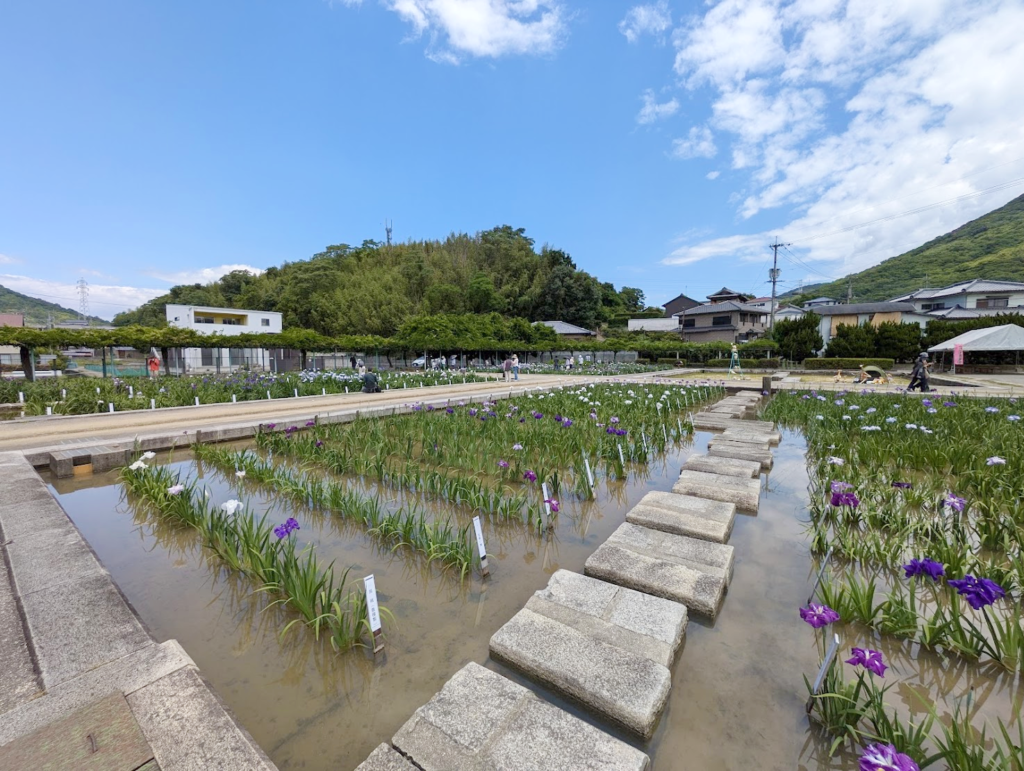 坂出市川津町 かわつ花菖蒲園