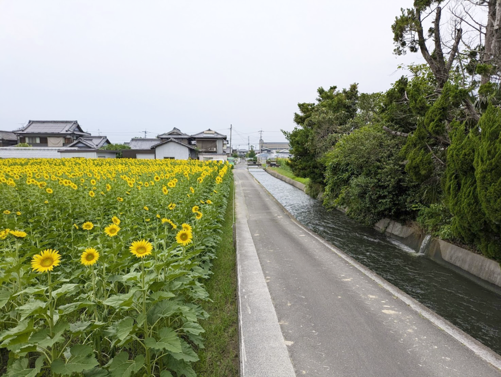 まんのう町 ひまわり