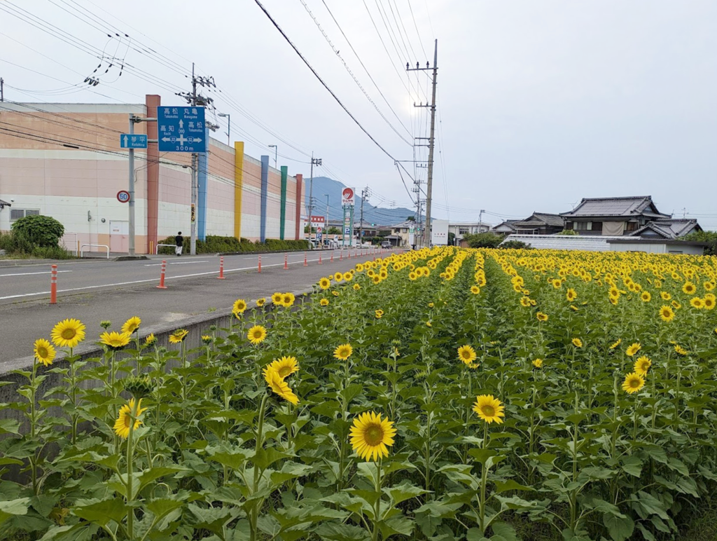 まんのう町 ひまわり