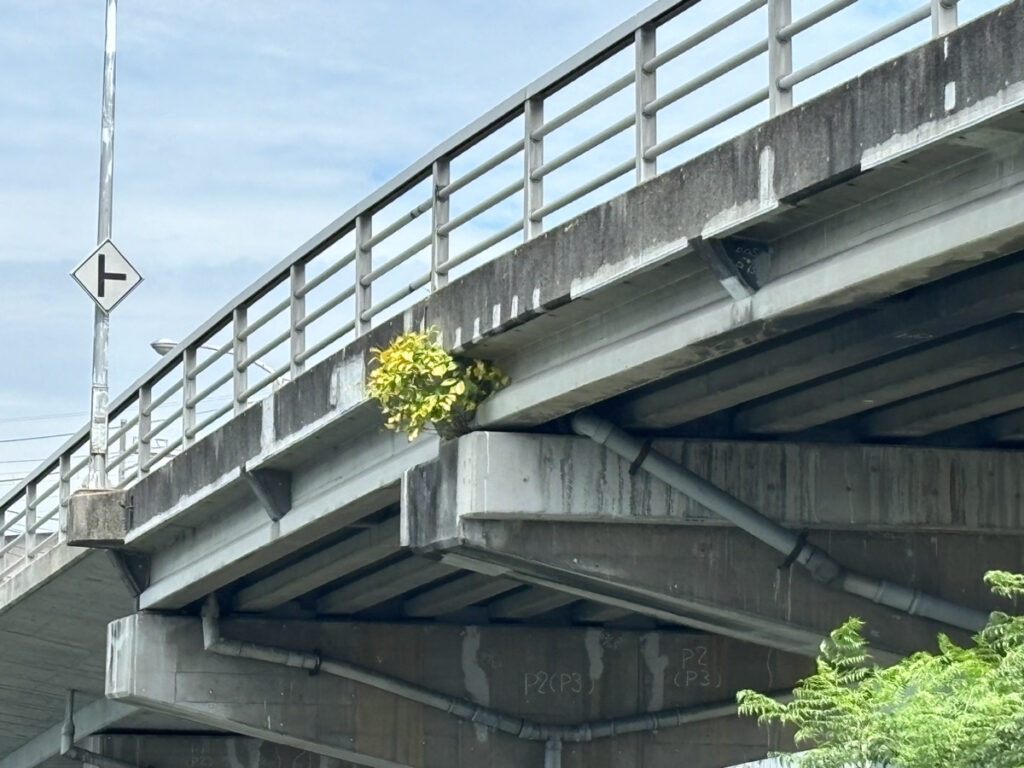 宇多津町 高架橋 植物
