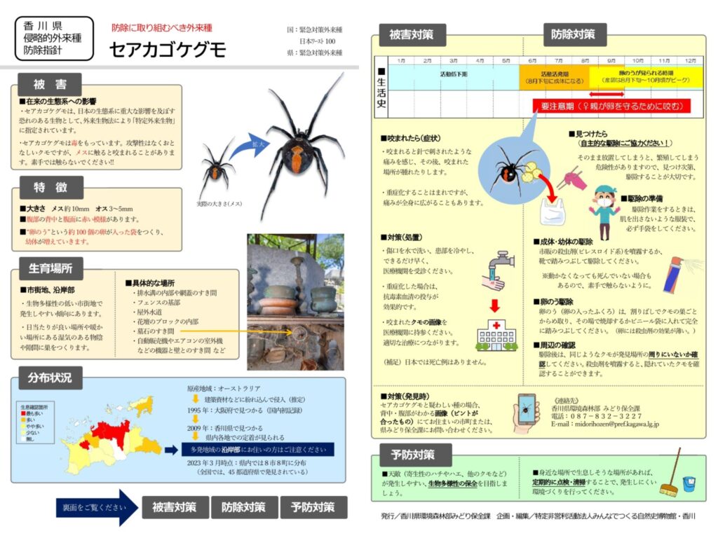 坂出市内 セアカゴケグモ