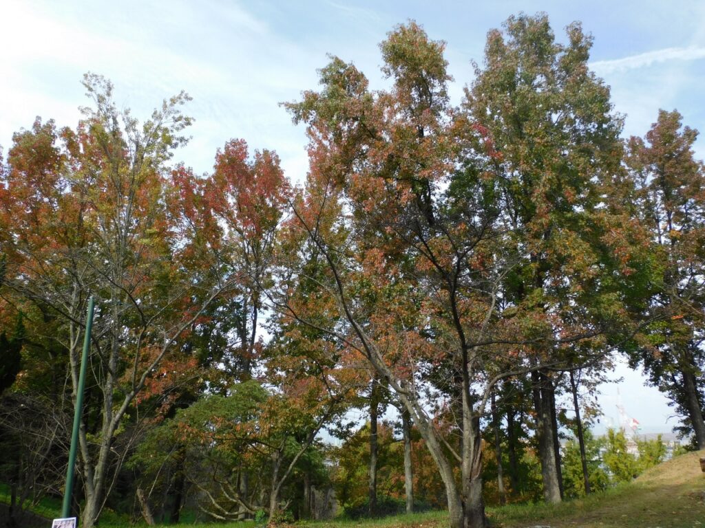 多度津町 桃陵公園