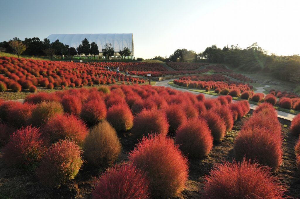 まんのう町 まんのう公園