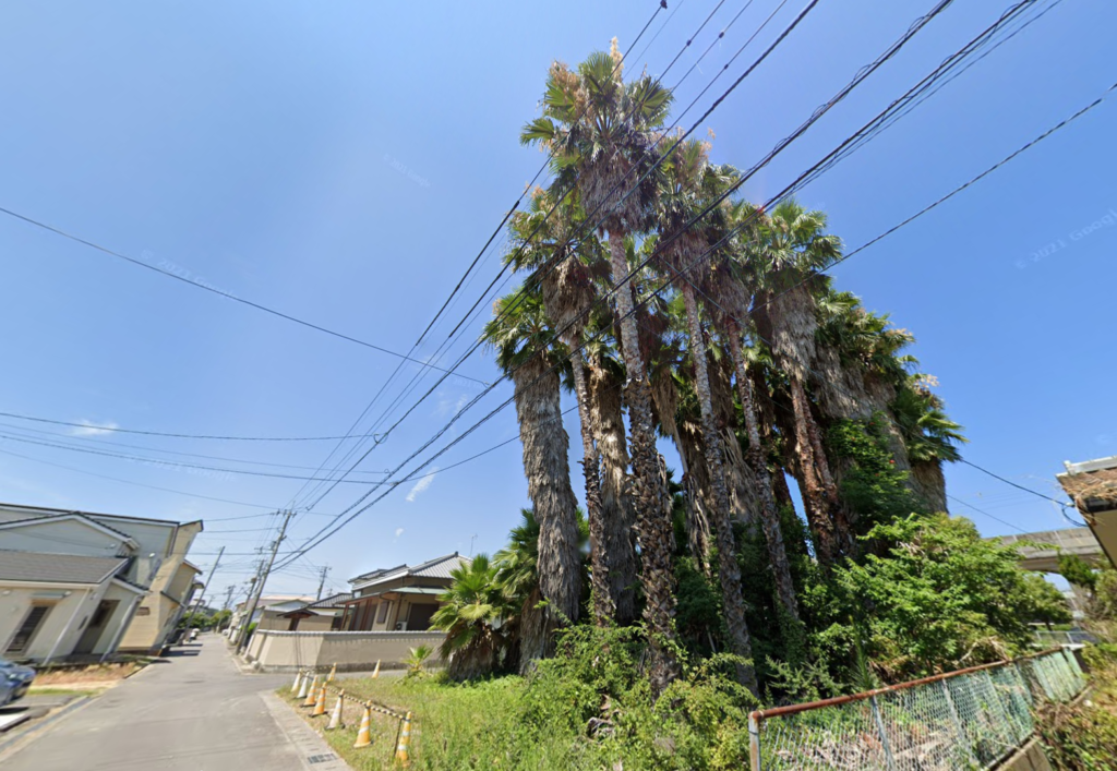 丸亀市塩屋町 ヤシの木