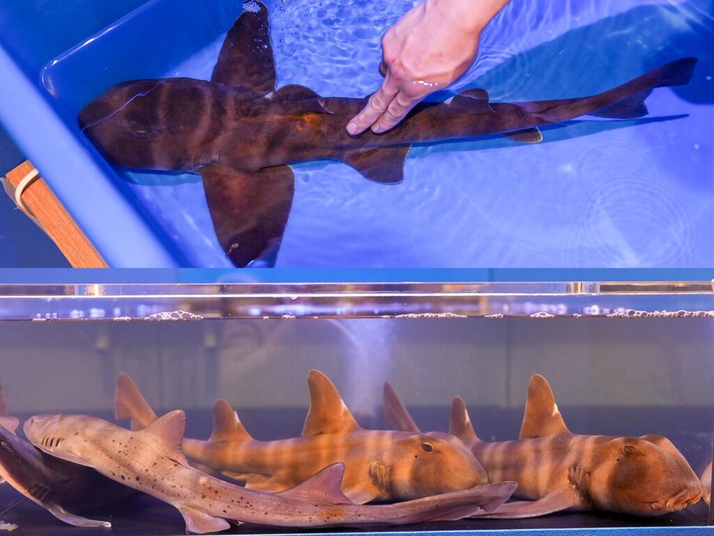 あそべる水族館inイオンモール綾川