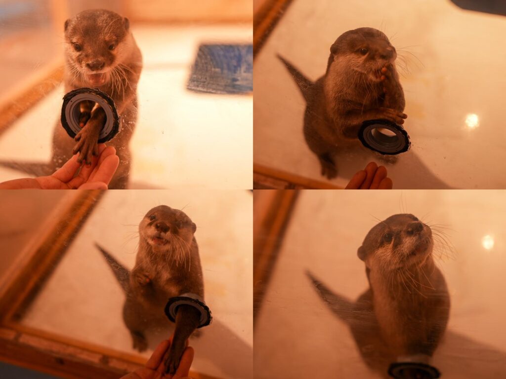 あそべる水族館inイオンモール綾川