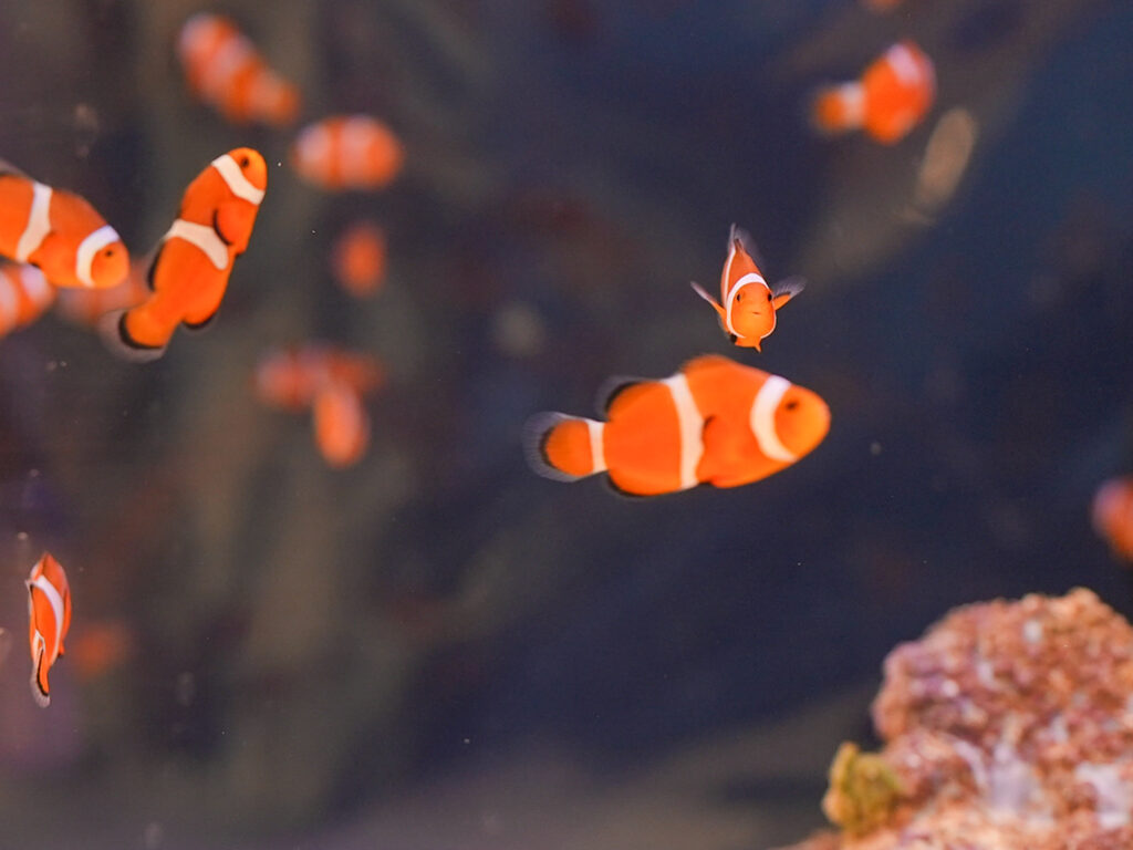 あそべる水族館inイオンモール綾川