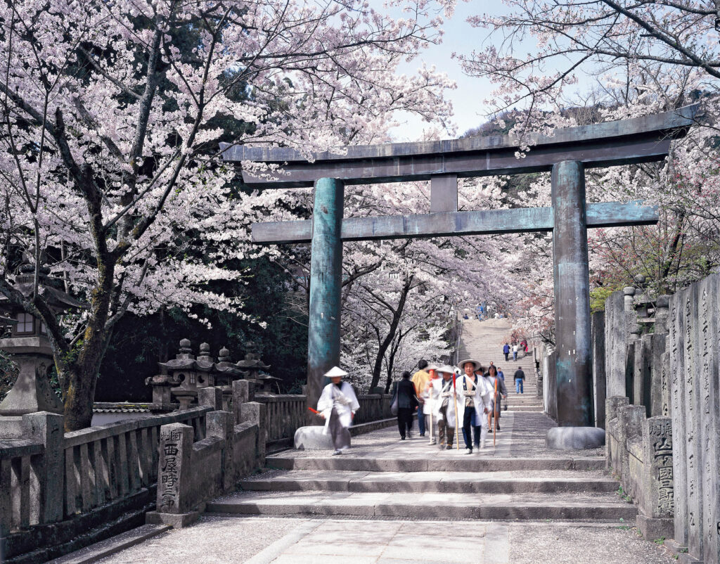 仲多度郡琴平町 金毘羅宮 桜