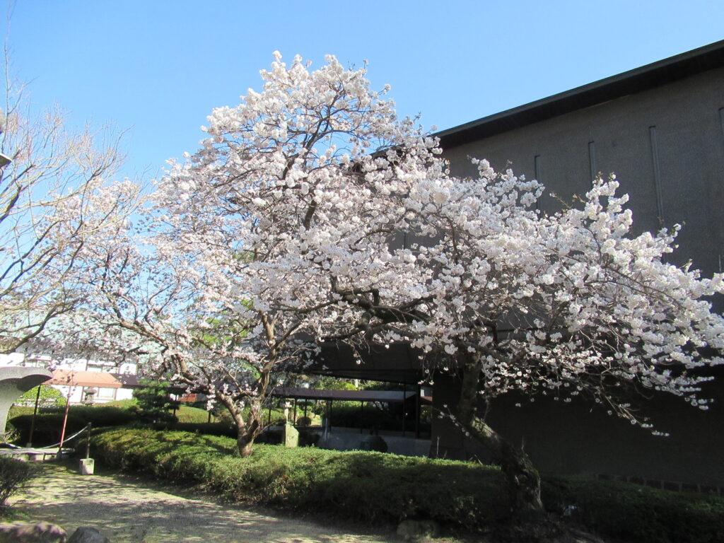 善通寺市善通寺町 総本山善通寺 桜