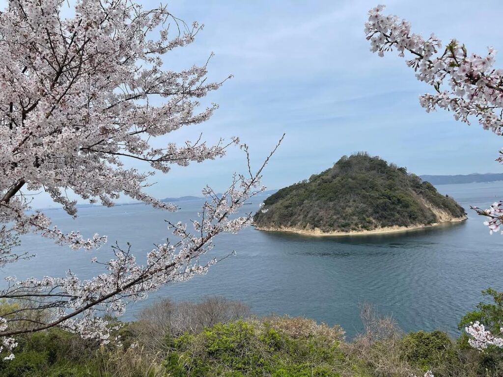 坂出市王越町 大崎の鼻 桜
