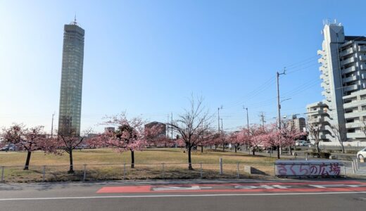 宇多津町「さくらの広場」の河津桜がもう少しで満開になりそう♪今年は臨時駐車場も完備！