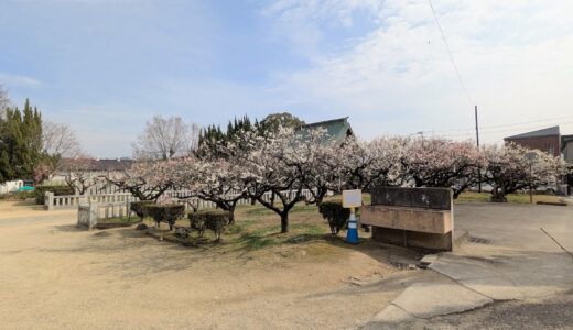 滝宮天満宮の梅が見ごろを迎えてふわっと甘い香りに包まれてる