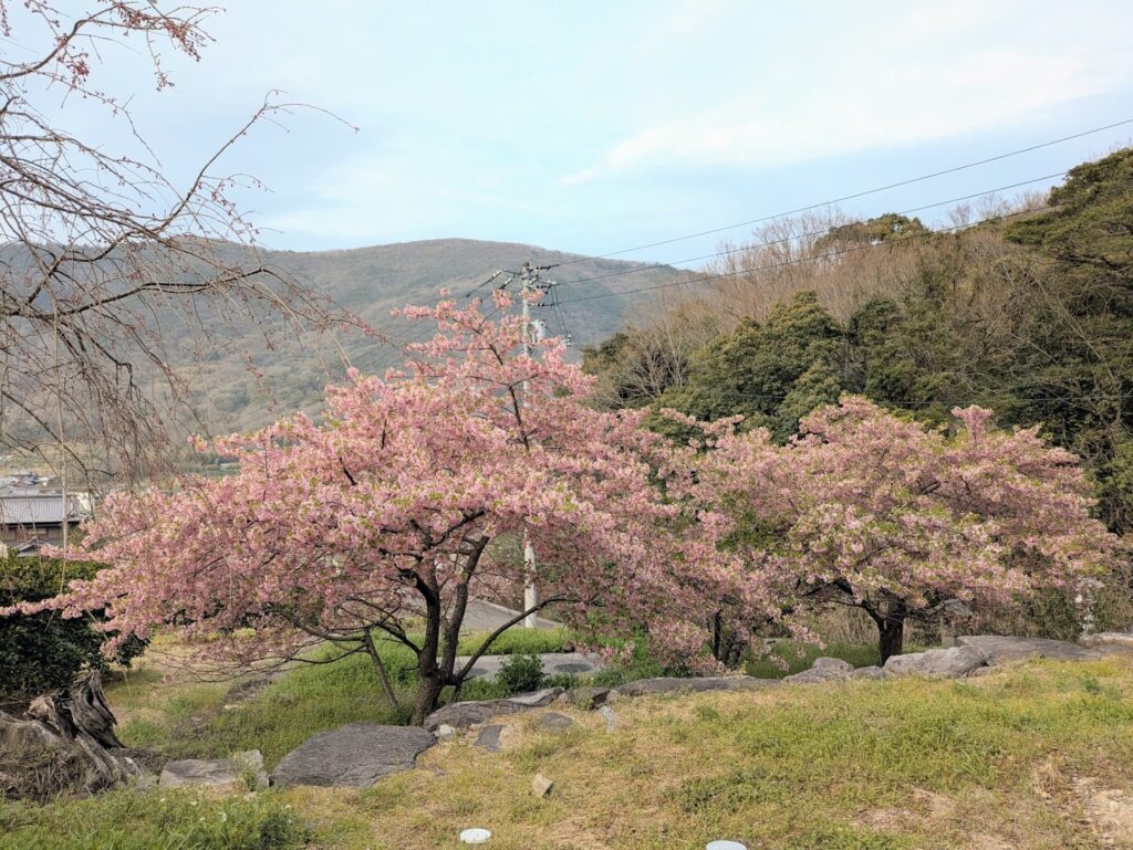坂出市 青海神社・西行法師の道の桜