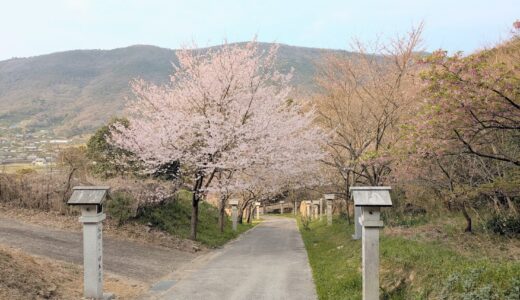 坂出市の青海神社・西行法師の道の桜がもうすぐ見ごろを迎えそう！1本だけ満開の木も⁉