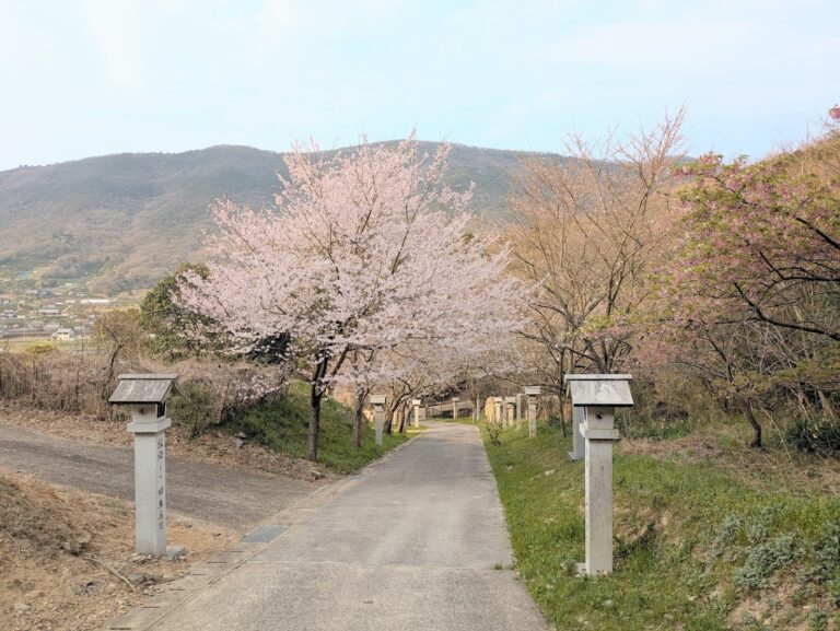 坂出市の青海神社・西行法師の道の桜がもうすぐ見ごろを迎えそう！1本だけ満開の木も&#x2049;