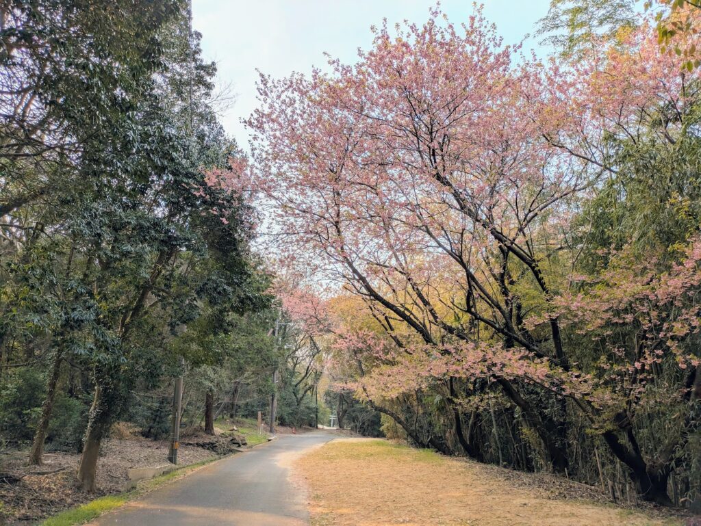 坂出市 青海神社・西行法師の道の桜
