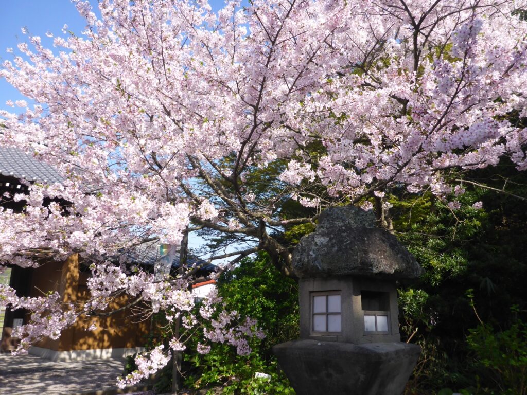 仲多度郡多度津町 海岸寺 桜