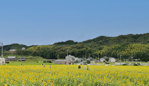 種まきから油づくりまで！ひまわりと過ごす特別な7日間を体験できる!?お弁当や温泉券などの特典も♪