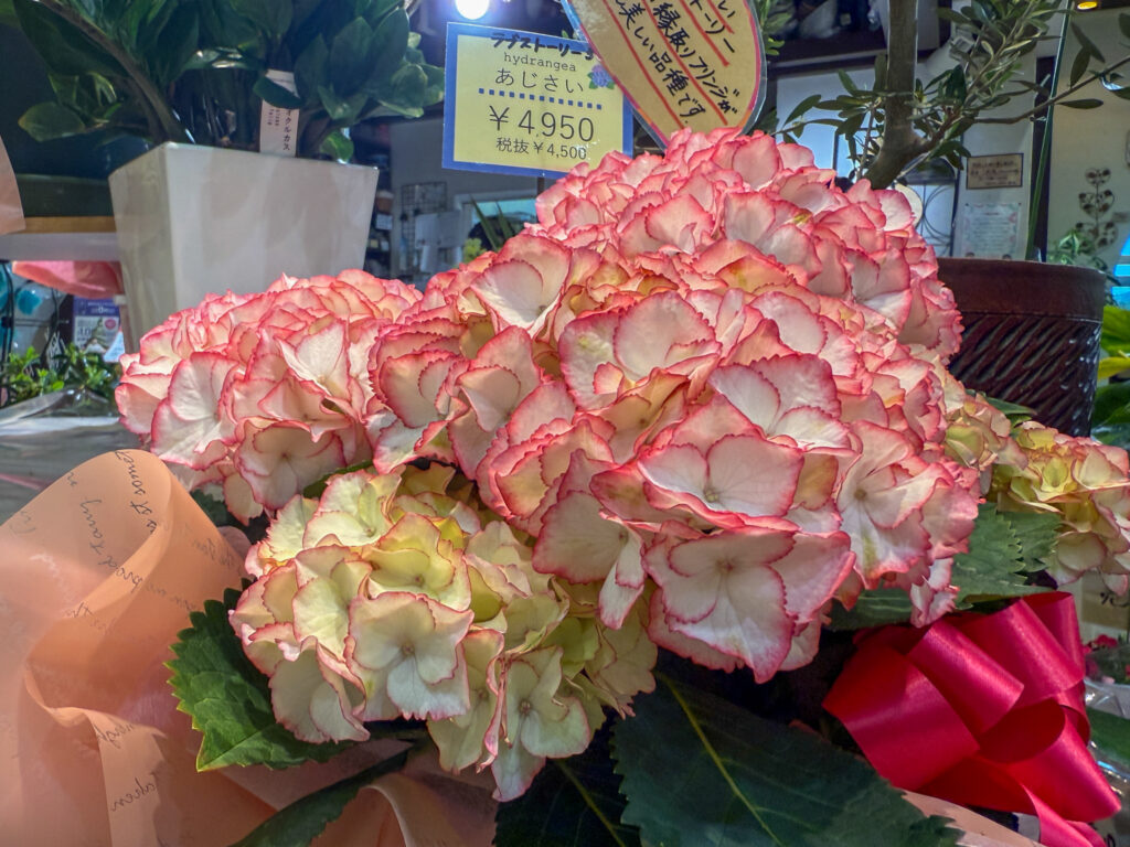 イッツ花由 イオンモール綾川店 アジサイ5寸