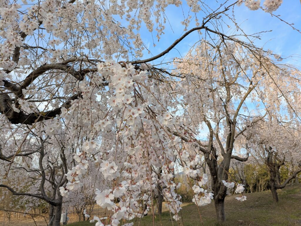 坂出市川津町 しだれ桜