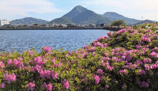 見ごろ目前！ツツジの花に囲まれた村上池。黒いイケメンも池散歩？