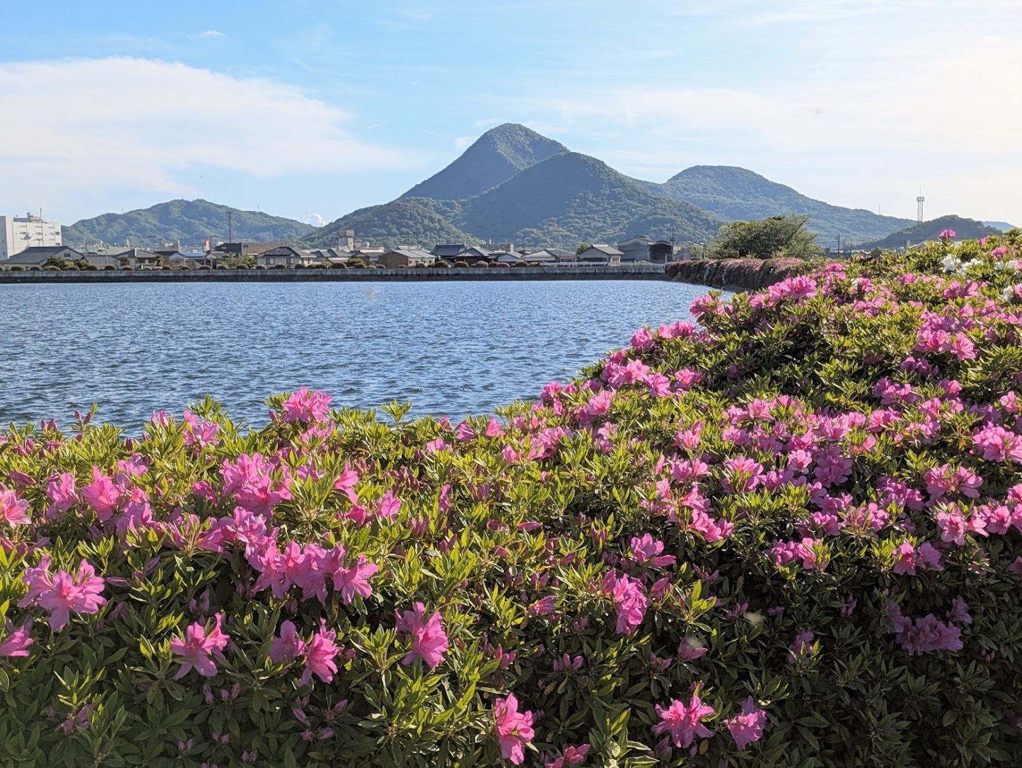 善通寺市 村上池
