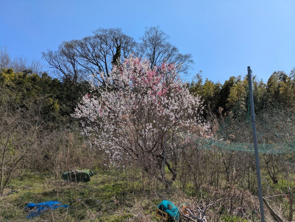 丸亀市本島町 木